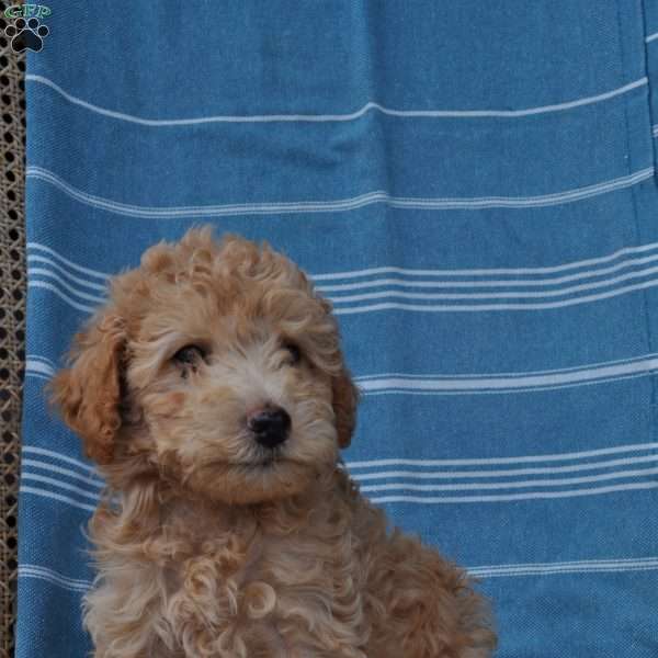 Andrew, Springerdoodle Puppy